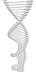 Image showing DNA structure model 