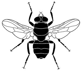 Image showing Fly