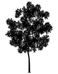 Image showing Generic tree