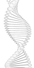 Image showing DNA structure model 
