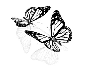 Image showing Butterfly