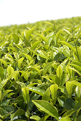 Image showing Tea