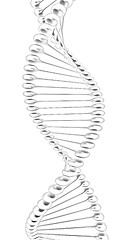 Image showing DNA structure model 