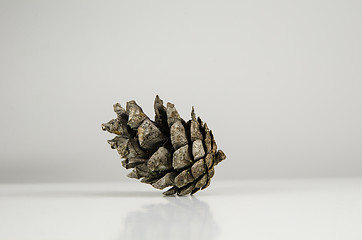 Image showing One pine tree cone at white background