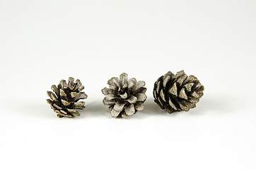 Image showing Group of pine tree cones