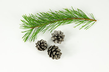 Image showing Pine tree twig and cones