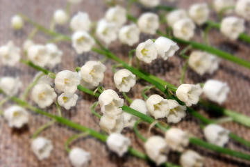 Image showing lilies of the valley on the grey background