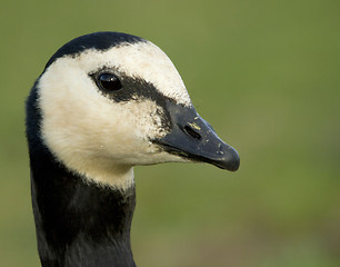 Image showing Barnacle goose