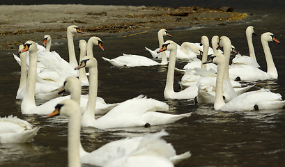 Image showing Muted Swan