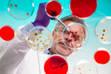 Image showing Senior life science researcher grafting bacteria.