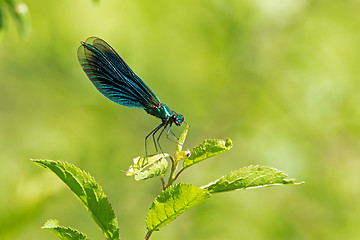 Image showing Banded Demoiselle