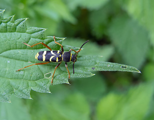 Image showing Wasp Beetle