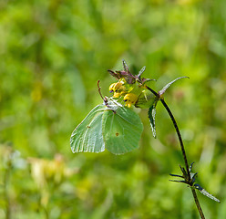 Image showing Brimstone Butterfly