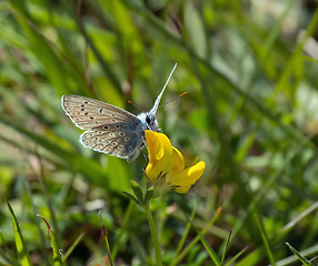 Image showing Common Blue Butterfly