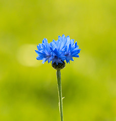 Image showing Cornflower