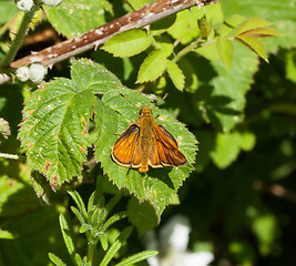 Image showing Large Skipper