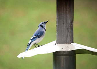 Image showing Blue Jay at feeder