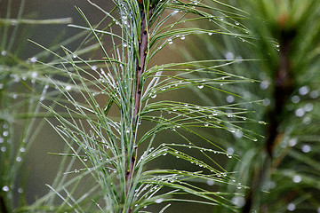 Image showing Pine Needles and dew