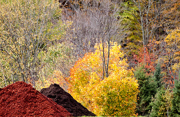 Image showing Autumn Colors and wood chip pile