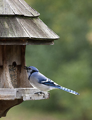 Image showing Blue Jay at feeder