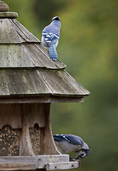 Image showing Blue Jay at feeder