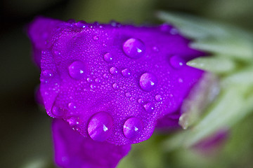 Image showing Close up Pink Flower purple