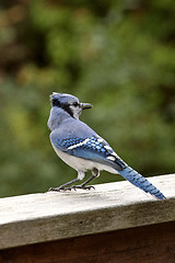 Image showing Blue Jay at feeder