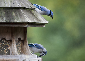 Image showing Blue Jay at feeder