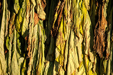 Image showing Tobacco Drying