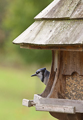 Image showing Blue Jay at feeder
