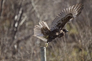 Image showing Juvenile Golden Eagle Wings spread