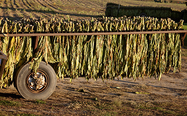Image showing Tobacco Drying