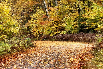 Image showing Autumn Colors and road 