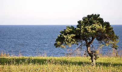 Image showing Lone Tree