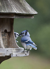 Image showing Blue Jay at feeder