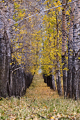 Image showing Autumn Trees