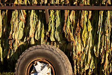 Image showing Tobacco Drying