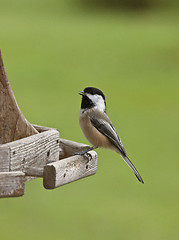 Image showing chickadee at feeder