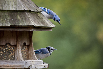 Image showing Blue Jay at feeder