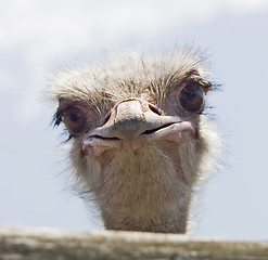 Image showing ostrich