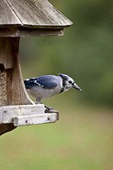 Image showing Blue Jay at feeder