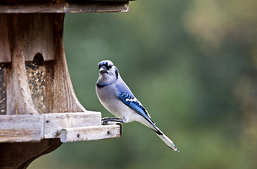 Image showing Blue Jay at feeder