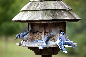 Image showing Blue Jay at feeder