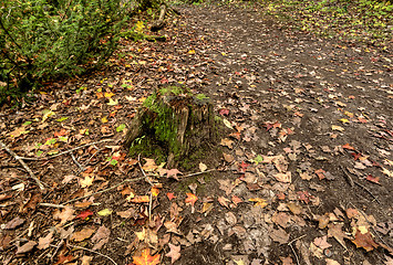 Image showing Fall Leaves and stump