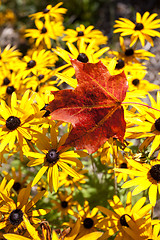 Image showing Maple Leaf Autumn