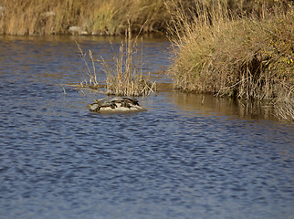 Image showing Painted Turtles on a rock