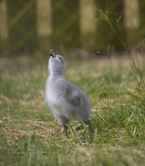 Image showing duck