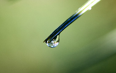 Image showing Pine Needles and dew