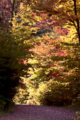 Image showing Autumn Colors and road 