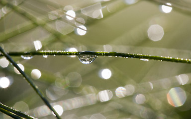 Image showing Pine Needles and dew